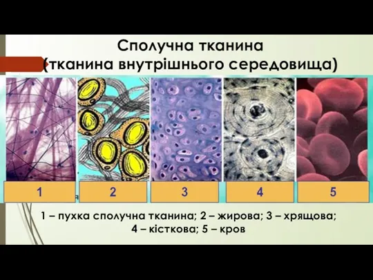 Сполучна тканина (тканина внутрішнього середовища) 1 – пухка сполучна тканина; 2 –