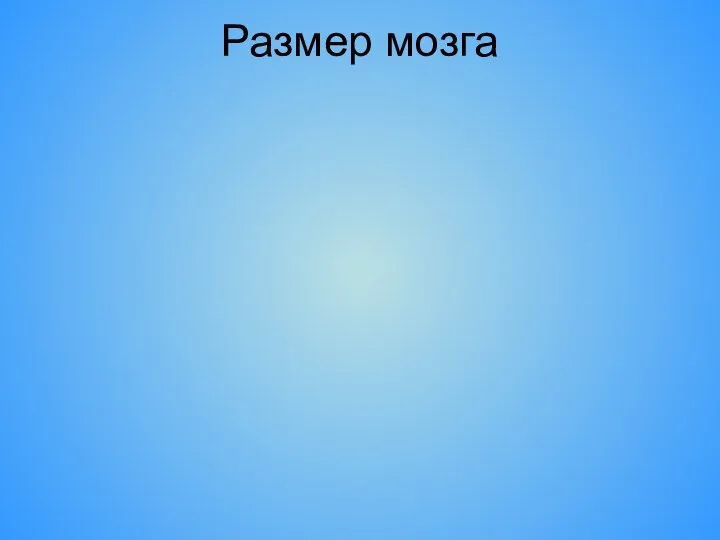 Размер мозга