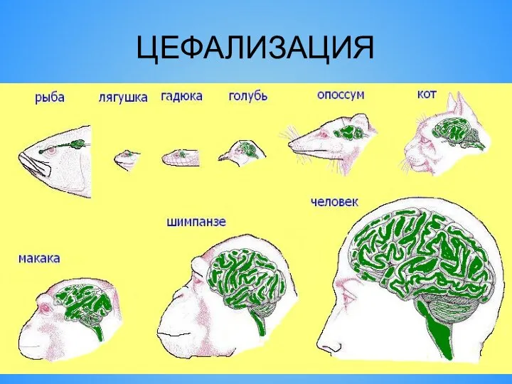 ЦЕФАЛИЗАЦИЯ