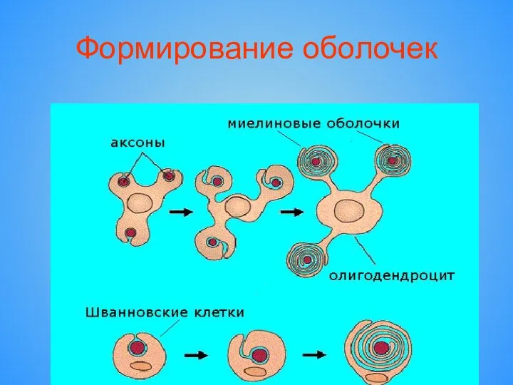 Формирование оболочек