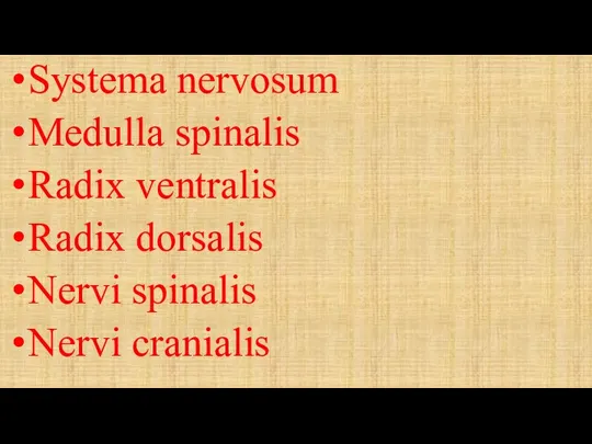 Systema nervosum Medulla spinalis Radix ventralis Radix dorsalis Nervi spinalis Nervi cranialis