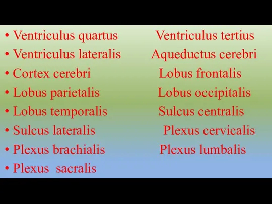Ventriculus quartus Ventriculus tertius Ventriculus lateralis Aqueductus cerebri Cortex cerebri Lobus frontalis