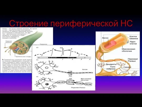 Строение периферической НС