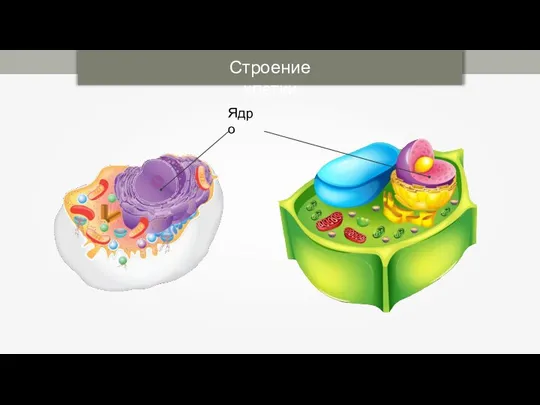 Строение клетки