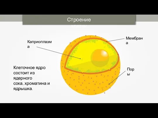 Клеточное ядро состоит из ядерного сока, хроматина и ядрышка. Строение клетки