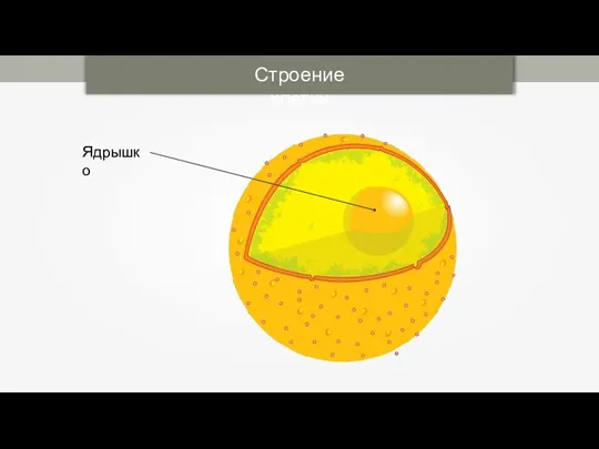 Строение клетки