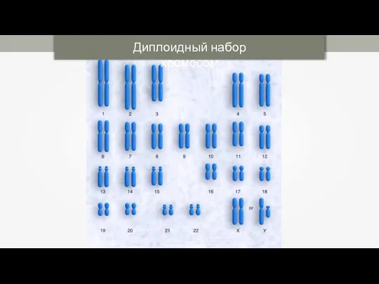 Диплоидный набор хромосом