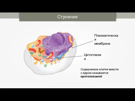 Строение клетки Содержимое клетки вместе с ядром называется протоплазмой.