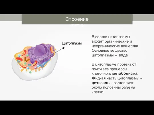 Строение клетки В состав цитоплазмы входят органические и неорганические вещества. Основное вещество