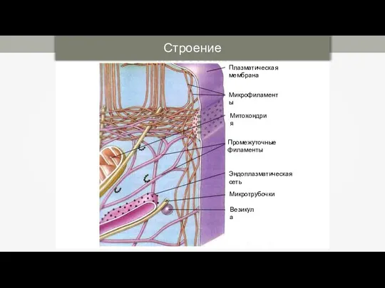Строение цитоплазмы Плазматическая мембрана Микрофиламенты Митохондрия Промежуточные филаменты Эндоплазматическая сеть Микротрубочки Везикула