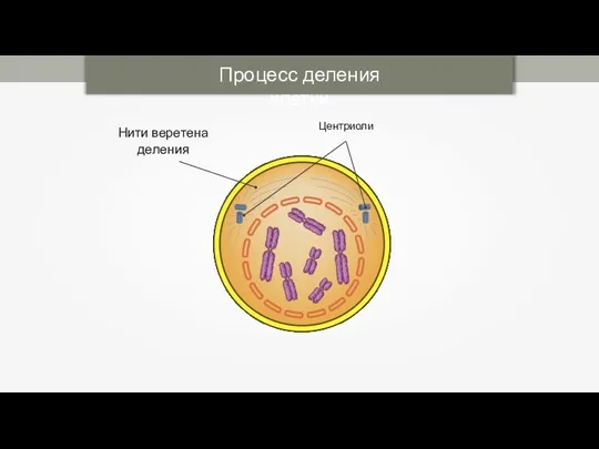 Центриоли Нити веретена деления Процесс деления клетки