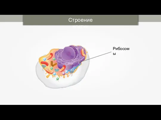 Строение клетки