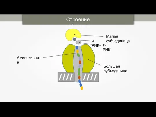 Строение рибосомы т-РНК