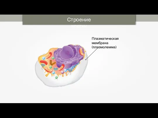 Строение клетки