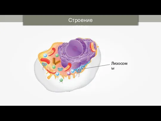 Строение клетки