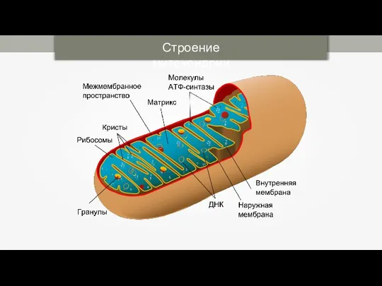 Строение митохондрии