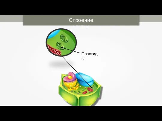 Строение клетки Пластиды