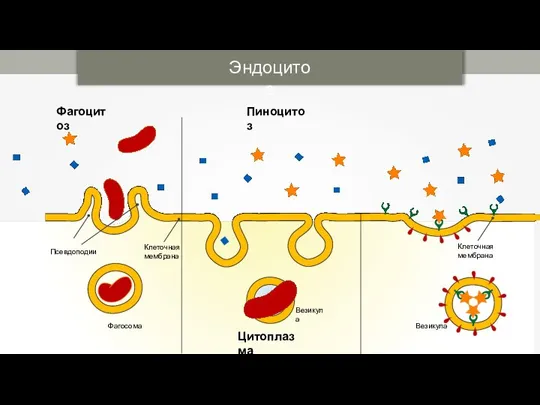 Эндоцитоз Фагосома Везикула Везикула Фагоцитоз Пиноцитоз Цитоплазма