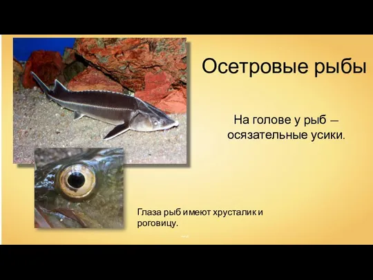 Zsoldos Márton Karelj Осетровые рыбы На голове у рыб —осязательные усики. Глаза