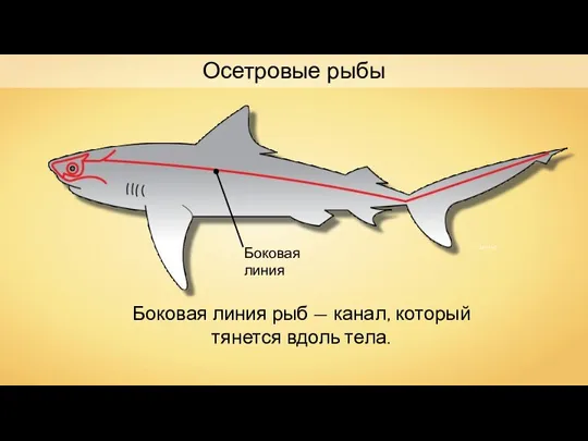 Chris huh Боковая линия Боковая линия рыб — канал, который тянется вдоль тела. Осетровые рыбы