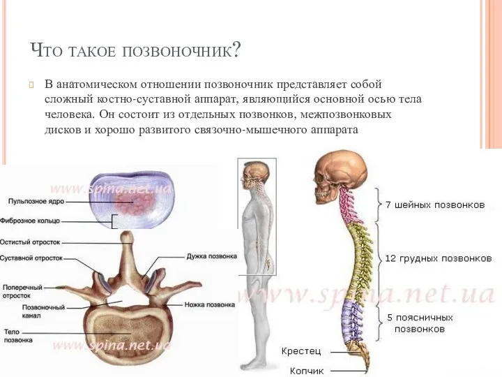 Что такое позвоночник? В анатомическом отношении позвоночник представляет собой сложный костно-суставной аппарат,