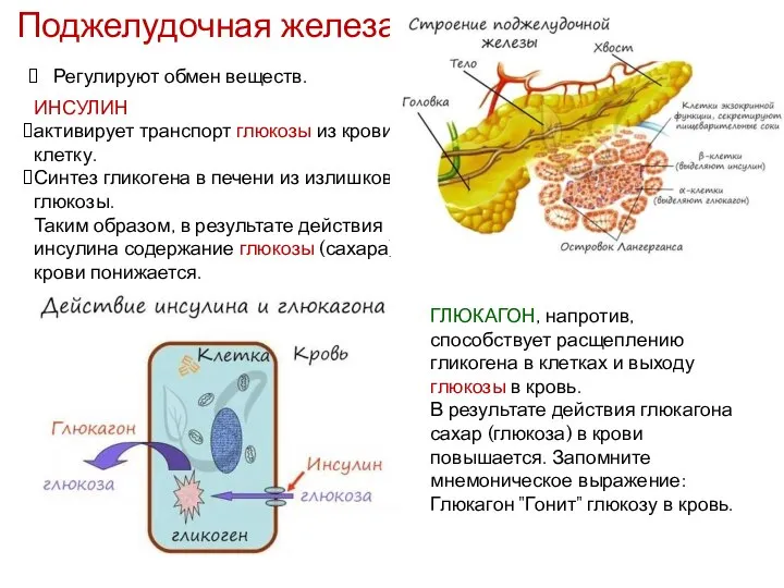 Поджелудочная железа Регулируют обмен веществ. ИНСУЛИН активирует транспорт глюкозы из крови в