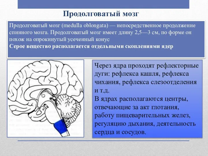 Продолговатый мозг Продолговатый мозг (medulla oblongata) — непосредственное продолжение спинного мозга. Продолговатый