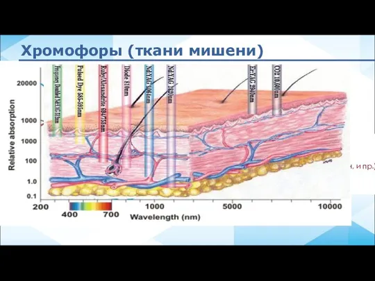 меланин гемоглобин (окси-, дезокси-, мет-) вода белковые структуры (коллаген, эластин, и пр.) IPL Хромофоры (ткани мишени)