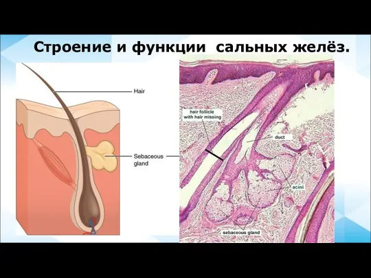 Строение и функции сальных желёз.