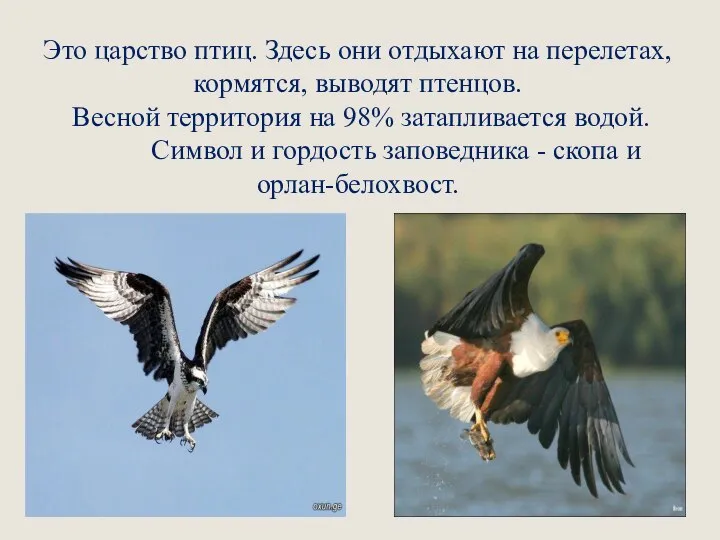 Это царство птиц. Здесь они отдыхают на перелетах, кормятся, выводят птенцов. Весной