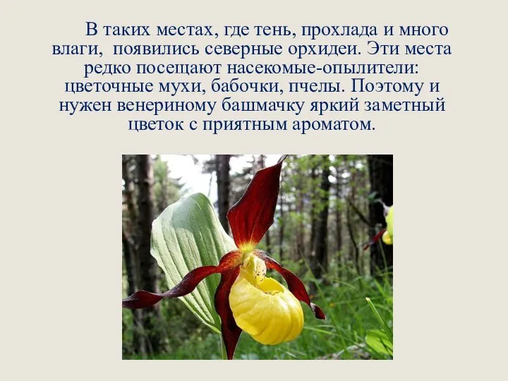 В таких местах, где тень, прохлада и много влаги, появились северные орхидеи.