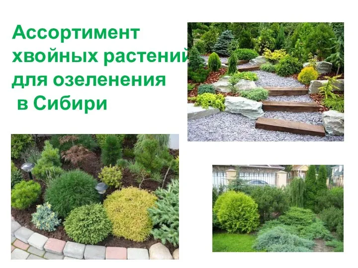Ассортимент+хвойных+растений+для+озеленения+в+Сибири