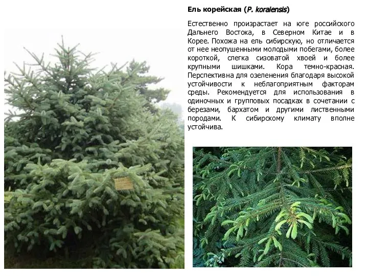 Ель корейская (Р. koraiensis) Естественно произрастает на юге российского Дальнего Востока, в