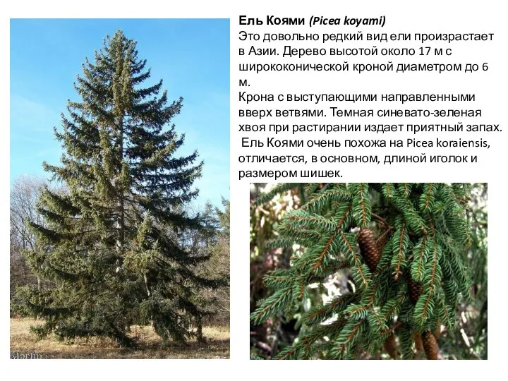 Ель Коями (Picea koyami) Это довольно редкий вид ели произрастает в Азии.