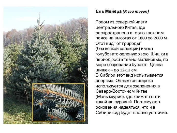 Ель Мейера (Picea meyeri) Родом из северной части центрального Китая, где распространена