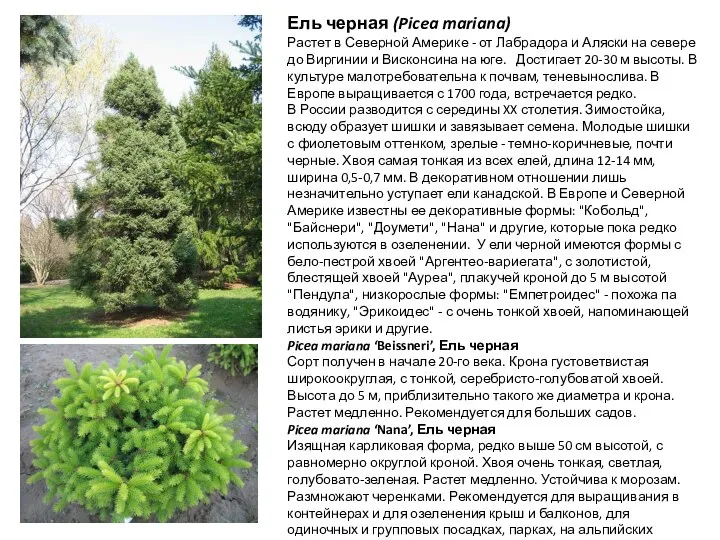 Ель черная (Picea mariana) Растет в Северной Америке - от Лабрадора и