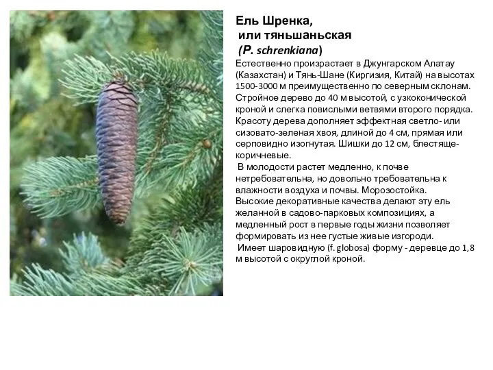 Ель Шренка, или тяньшаньская (Р. schrenkiana) Естественно произрастает в Джунгарском Алатау (Казахстан)