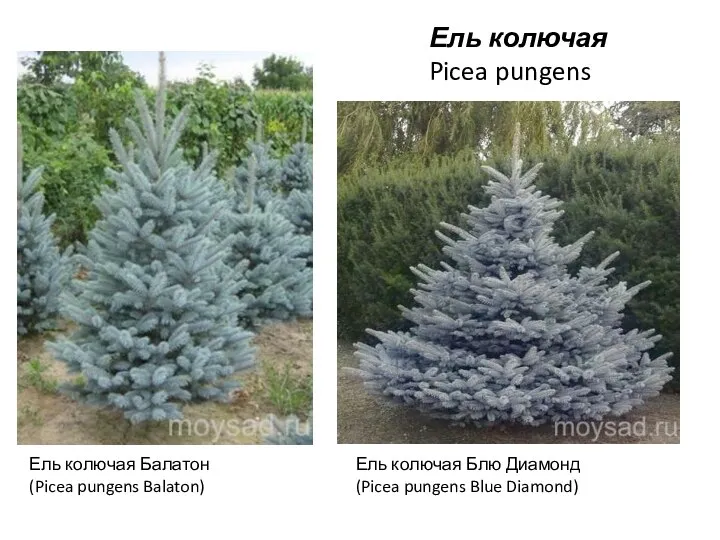 Ель колючая Балатон (Picea pungens Balaton) Ель колючая Блю Диамонд (Picea pungens