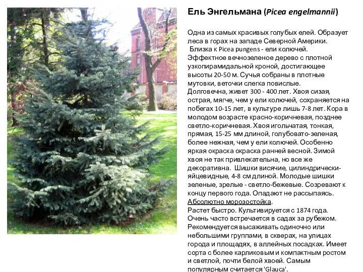 Ель Энгельмана (Picea engelmannii) Одна из самых красивых голубых елей. Образует леса