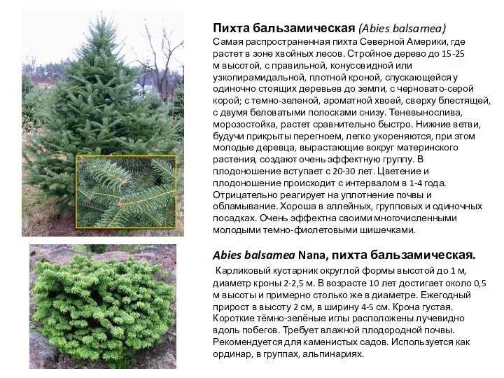 Abies balsamea Nana, пихта бальзамическая. Карликовый кустарник округлой формы высотой до 1