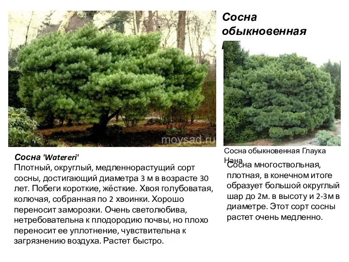 Сосна обыкновенная Pinus sylvestris Сосна 'Watereri' Плотный, округлый, медленнорастущий сорт сосны, достигающий