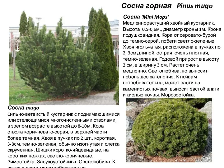 Сосна горная Pinus mugo Сосна mugo Cильно-ветвистый кустарник с поднимающимися или стелющимися