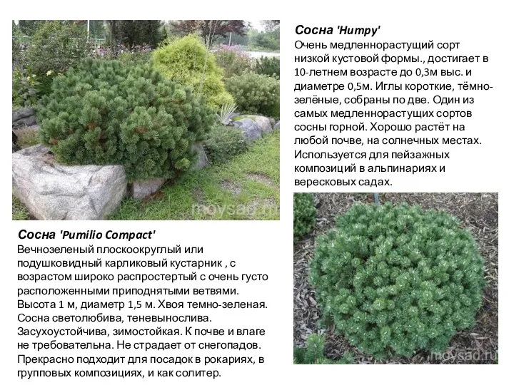 Сосна 'Pumilio Compact' Вечнозеленый плоскоокруглый или подушковидный карликовый кустарник , с возрастом