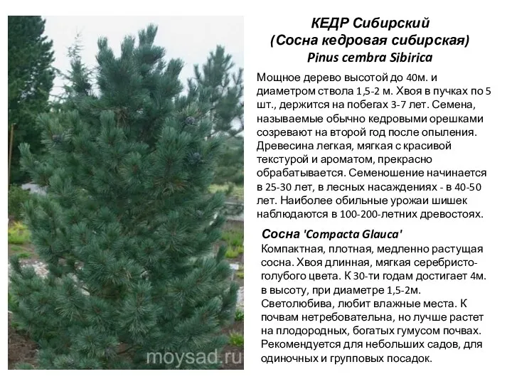 КЕДР Сибирский (Сосна кедровая сибирская) Pinus cembra Sibirica Сосна 'Compacta Glauca' Компактная,