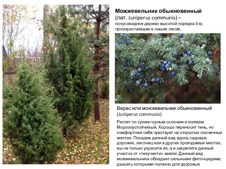 Можжевельник обыкновенный (лат. Juniperus communis) – конусовидное дерево высотой порядка 8 м,