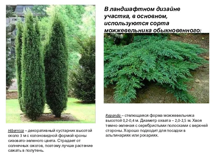 Hibernica – декоративный кустарник высотой около 3 м с колоновидной формой кроны