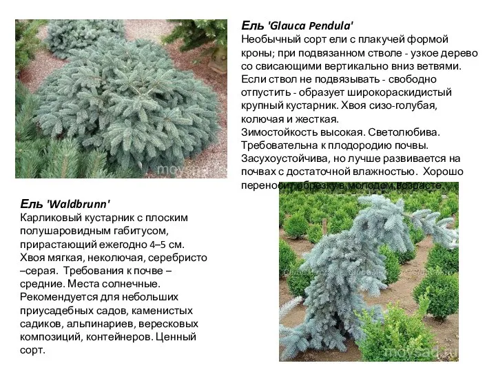 Ель 'Waldbrunn' Карликовый кустарник с плоским полушаровидным габитусом, прирастающий ежегодно 4–5 см.