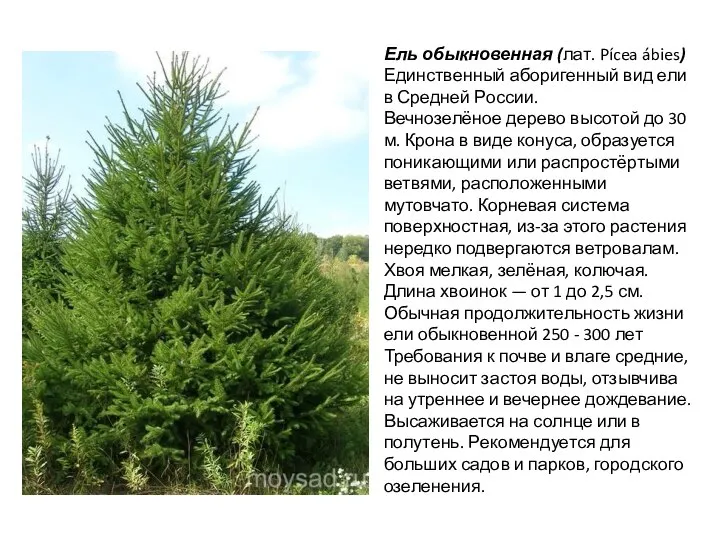 Ель обыкновенная (лат. Pícea ábies) Единственный аборигенный вид ели в Средней России.