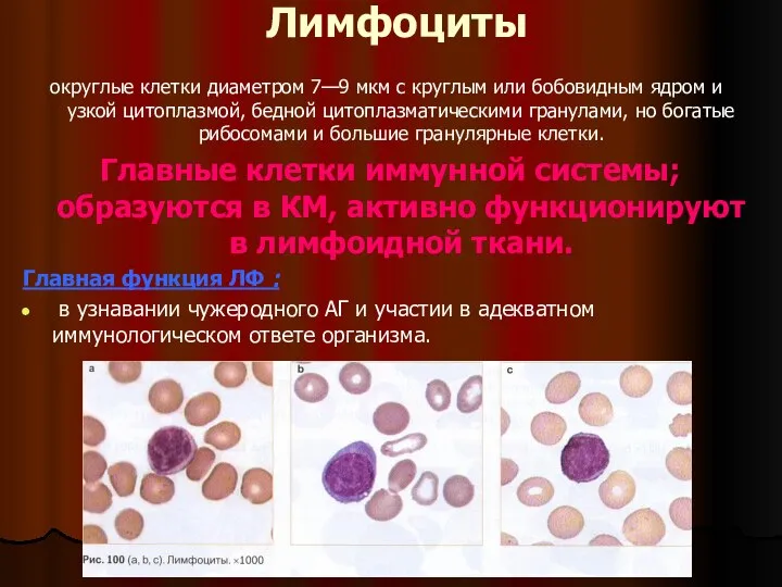 Лимфоциты округлые клетки диаметром 7—9 мкм с круглым или бобовидным ядром и