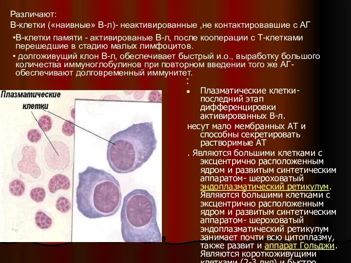 Плазматические клетки- последний этап дифференцировки активированных В-л. несут мало мембранных АТ и